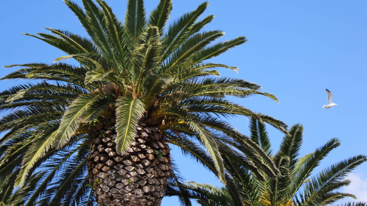 palme-02