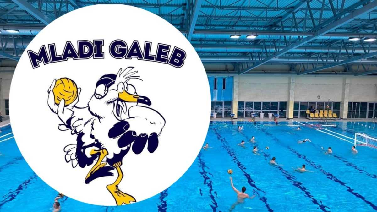 mladi galeb