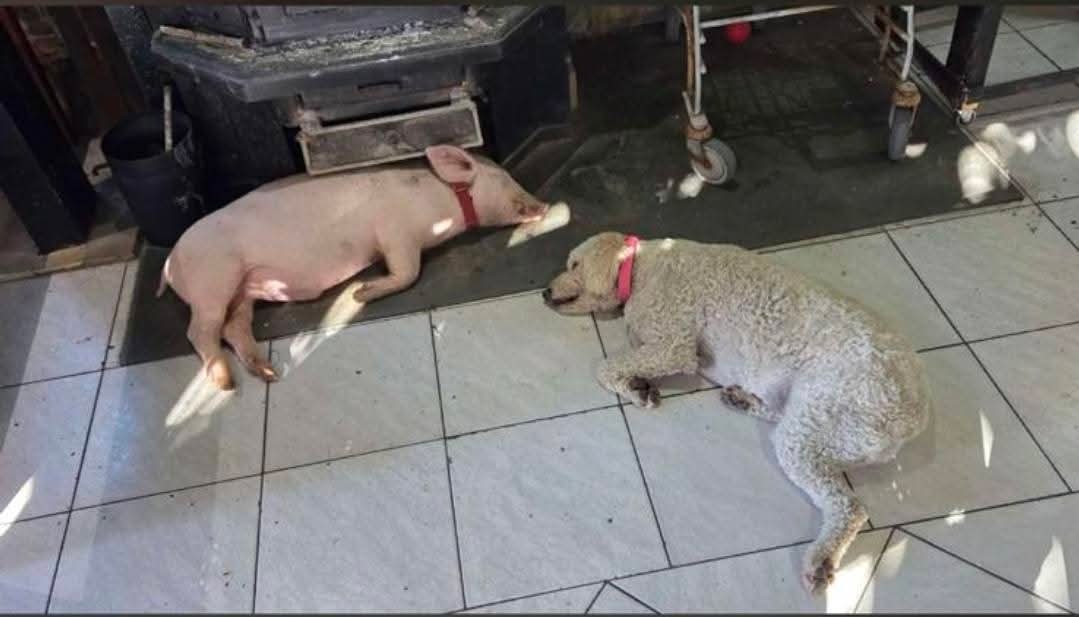 Sretan kraj drame: Gucci se vratio kući